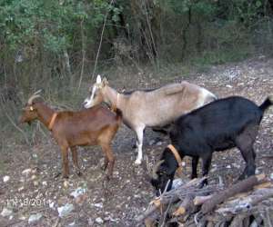 photo Au pays des carrioles La Boissiere 11835