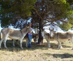 Association Eli - Ane - Balade Nature Accompagnee D'Ânes BÂtes Association Eli - Ane - Balade Nature Accompagnee D'Ânes BÂtes