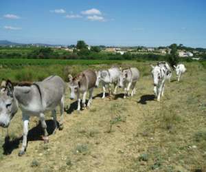 photo Association  eli - ane   - balade nature accompagnee d'nes btes Plaissan 13564