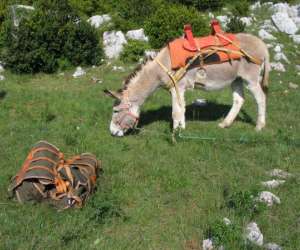 photo Association  eli - ane   - balade nature accompagnee d'nes btes Plaissan 13566