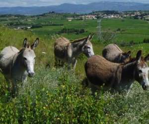 photo Association  eli - ane   - balade nature accompagnee d'nes btes Plaissan 13568