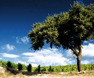photo Clos de l'amandaie Aumelas 14596