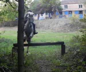 photo Poney club de st jean St Jean De Vedas 14836