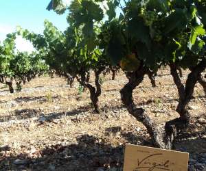 Domaine Virgile Joly Domaine Virgile Joly