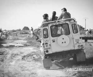 photo Camargue sauvage safari 4x4 Aigues Mortes 16923