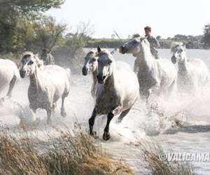 photo Camargue sauvage safari 4x4 Aigues Mortes 16924
