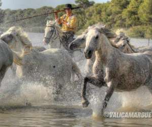 Camargue Sauvage Safari 4x4