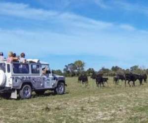 photo Camargue sauvage safari 4x4 Aigues Mortes 15341