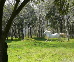 photo Centre equestre mini ranch de la clamoux Villeneuve Minervois 3184