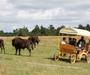 Reserve Des Bisons D