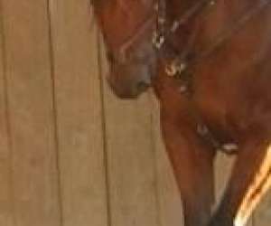 photo L'equus caballus Leucate 5357