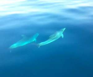 photo Artimon location de bateaux St Cyprien Plage 17310