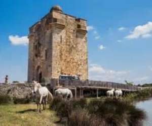 Site Remarquable Du Got Taureau De Camargue 