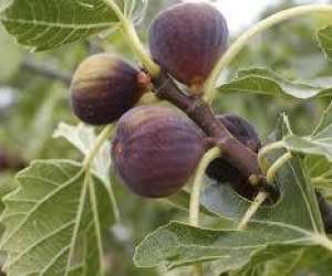 photo Association les becques figues Vezenobres 17704