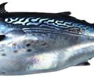 photo Catalunya pro fishing Canet En Roussillon 17768