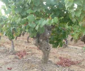 photo Vignoble ceven cep St Cesaire De Gauzignan 18972