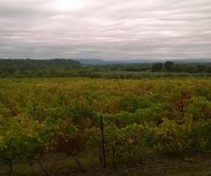 photo Vignoble ceven cep St Cesaire De Gauzignan 18973