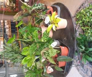 photo Pilea Montpellier 20115