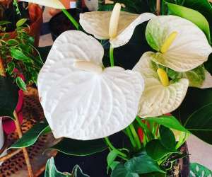 photo Pilea Montpellier 20117