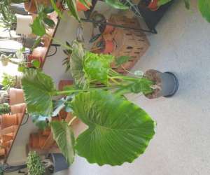 photo Pilea Montpellier 20122