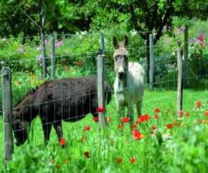 photo Jardin aux plantes parfumees la bouichere Limoux 9984