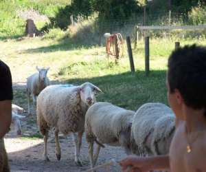 photo Domaine de servieres Le Caylar 8196