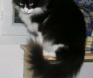photo Pension pour chats chatbada et compagnie Senones 3518