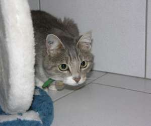 photo Pension pour chats chatbada et compagnie Senones 3519