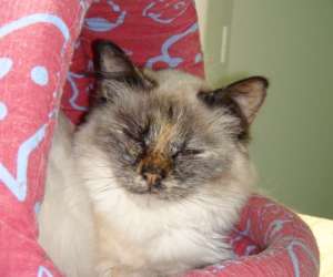 photo Pension pour chats chatbada et compagnie Senones 3520