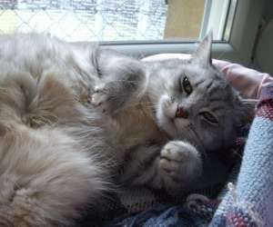 photo Pension f�line chatbada et compagnie Senones 3334