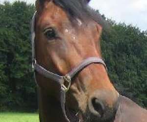 Ferme Equestre La Sentinelle