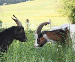 photo Chantier participatif  la ferme Vauquois 5230