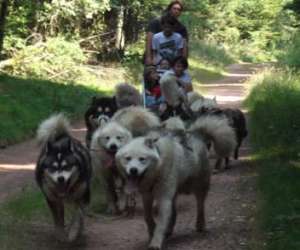 Branches Et Montagnes: Chien De Traineau Et Multiactivi